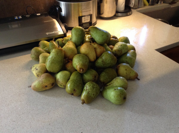 Pear Crop 2016 about 1/4 of crop from one Bartlett tree