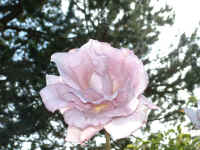 pink_rose.jpg (958903 bytes)